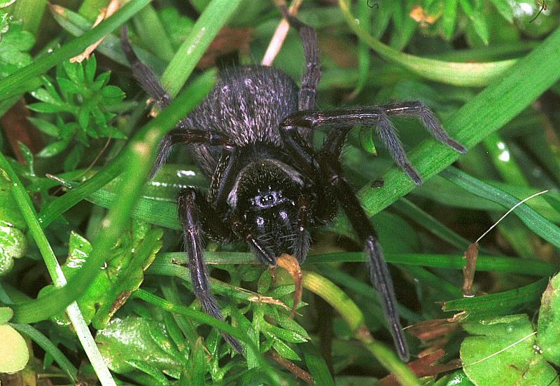 Badumna_insignis_F2434_Z_88_HW 43 _Nieuw-Zeeland.jpg